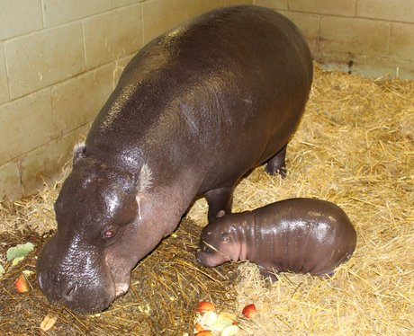 Baby pygmy hippo at Whipsnade Zoo