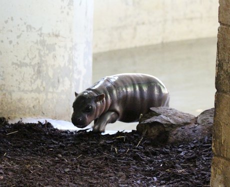 Baby pygmy hippo at Whipsnade Zoo
