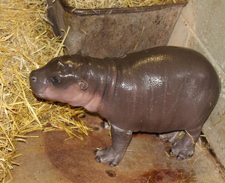 Baby pygmy hippo at Whipsnade Zoo