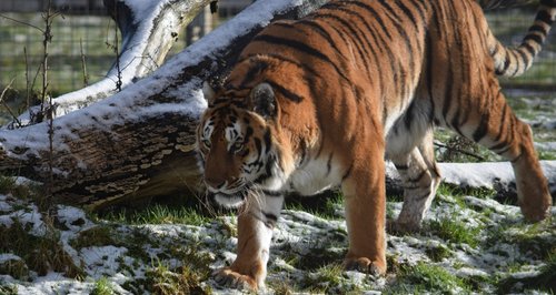 Tiger in snow at Noah's Ark Zoo Farm