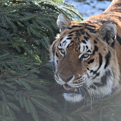 Tiger with Xmas tree at Noah's Ark Zoo Farm