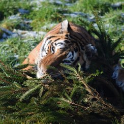 Tiger with Xmas tree at Noah's Ark Zoo Farm_2