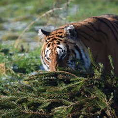 Tiger with Xmas tree at Noah's Ark Zoo Farm_3