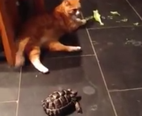 a cat and a tortoise