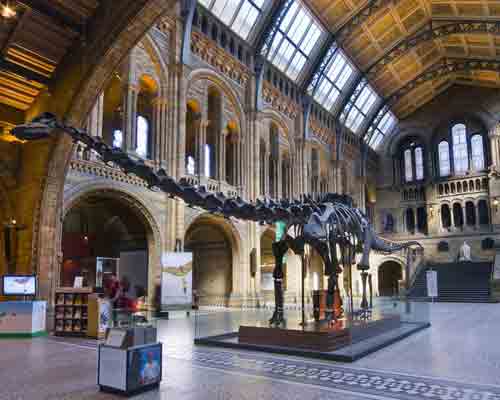 Dippy the dinosaur at the Natural History Museum