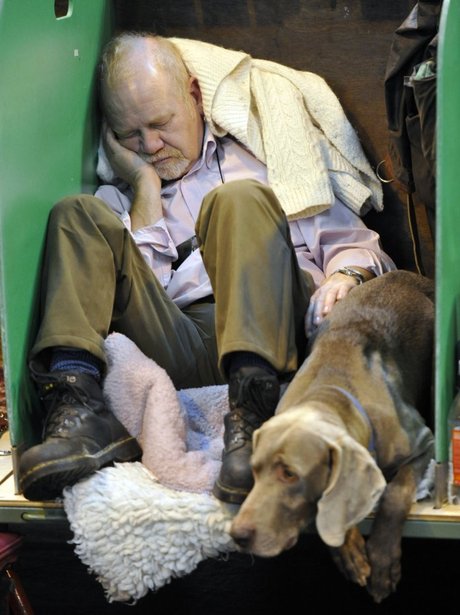 Dogs at Crufts