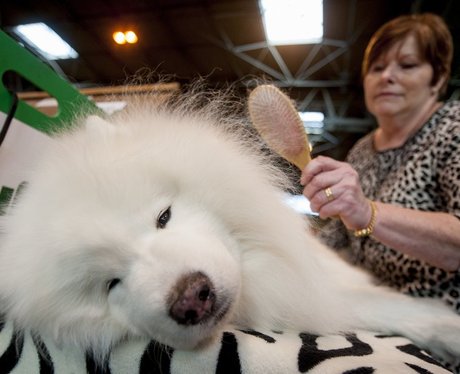 Dogs at Crufts