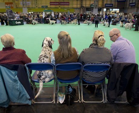 Dogs at Crufts