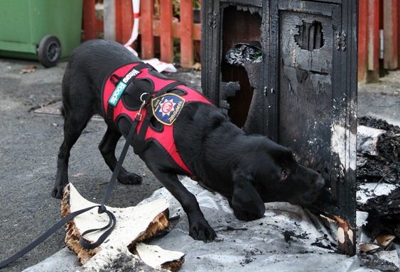 paradise fire dogs