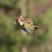 Image 5: weasel riding a woodpecker