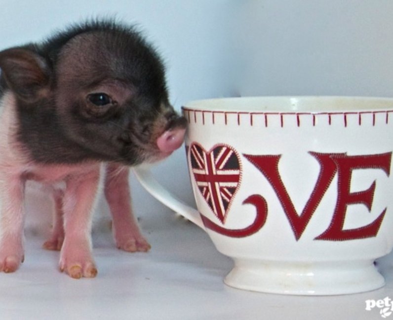 Petpiggies pigs
