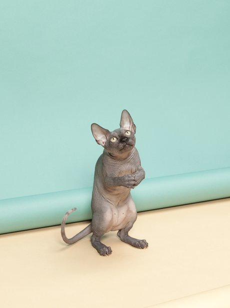 hairless cat