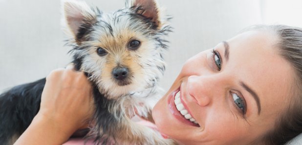 Pet Dog
