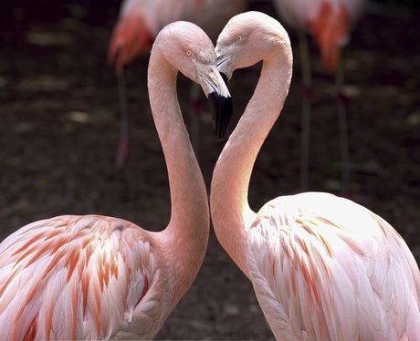 Animals in love