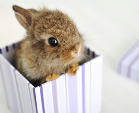 A bunny sits in a gift box