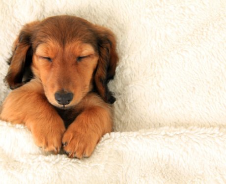 A puppy gets snuggled into bed