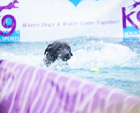 East Anglian Game & Country Fair 2015
