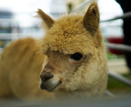 East Anglian Game & Country Fair 2015