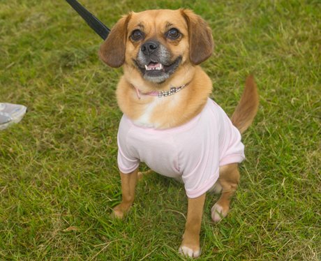 Race for Life Norwich 2015 Sat Dashing Dogs