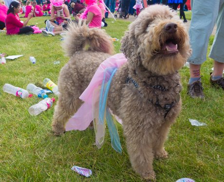 Race for Life Norwich 2015 Sat Dashing Dogs