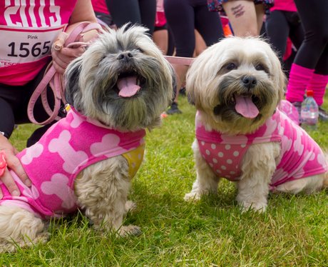 Race for Life Norwich 2015 Sat Dashing Dogs