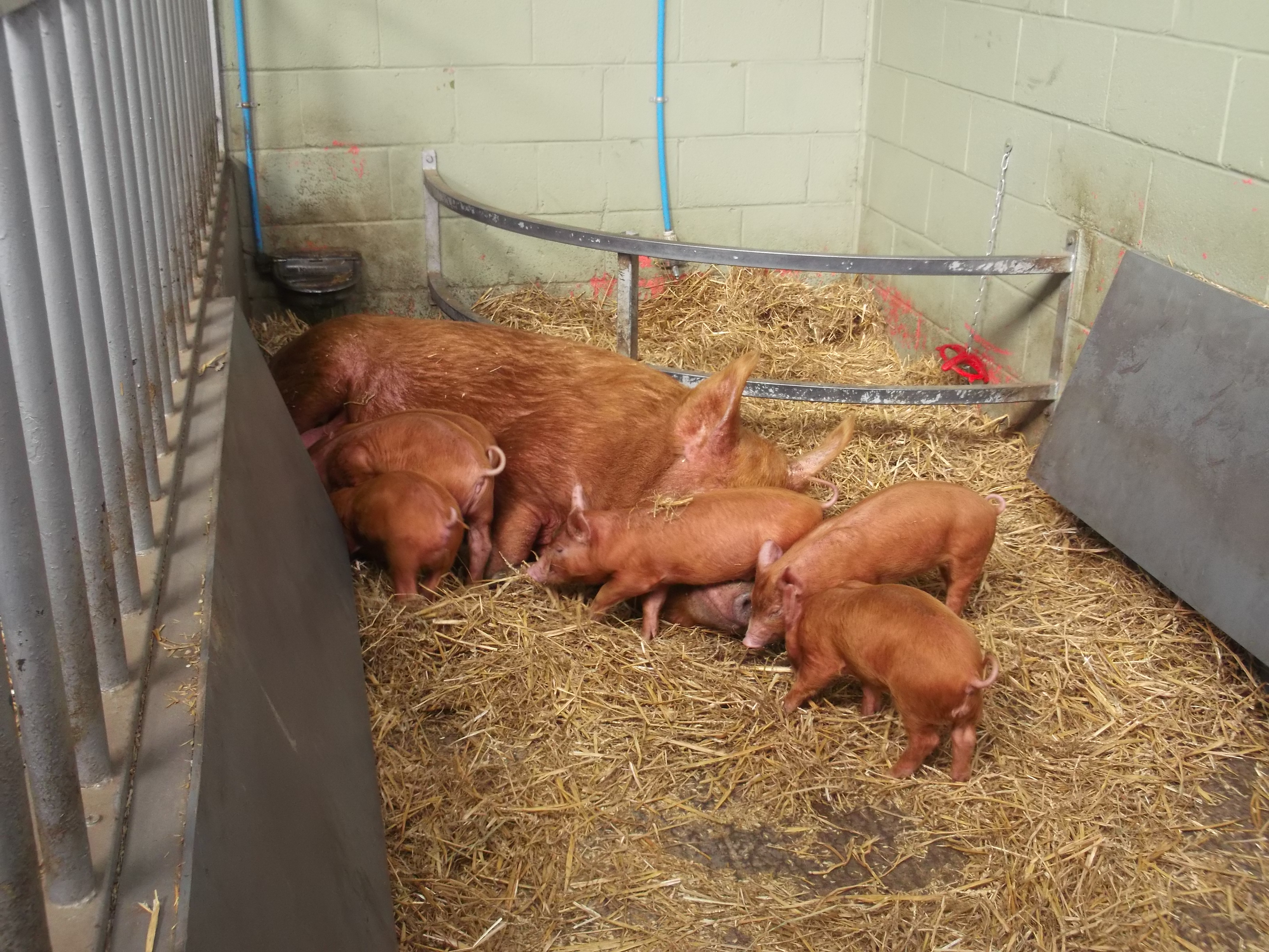 Pigs at Bill Quay Farm