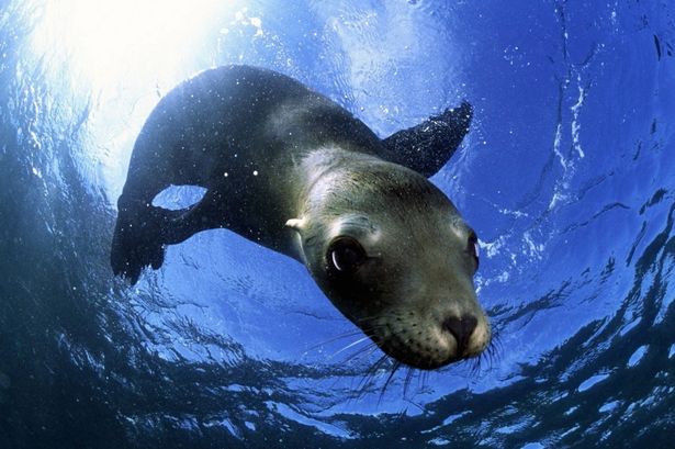 Blu Reef Aquarium Tynemouth