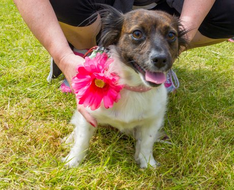 Race for Life Norwich 2015 Sun Dashing Dogs
