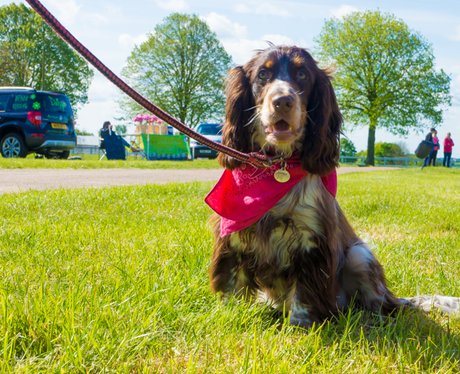 Race for Life Norwich 2015 Sun Dashing Dogs