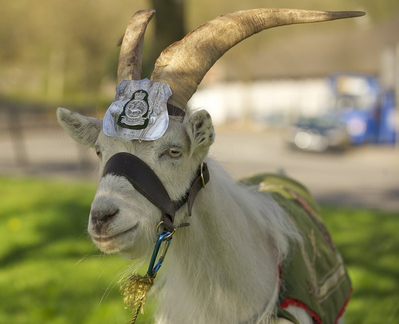 In Pictures Remembering 'Taffy' Heart Wales