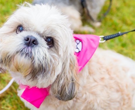 Pretty Muddy Ipswich 2015