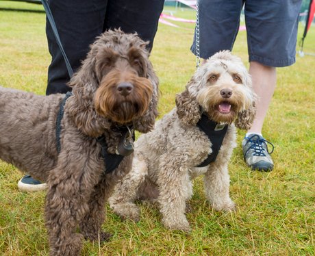 Race for Life Ipswich 2015 - Dashing Dogs