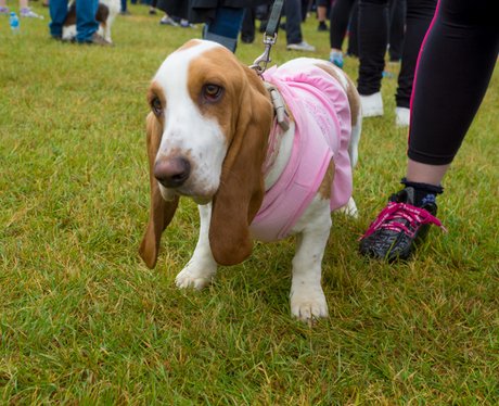 Race for Life Ipswich 2015 - Dashing Dogs