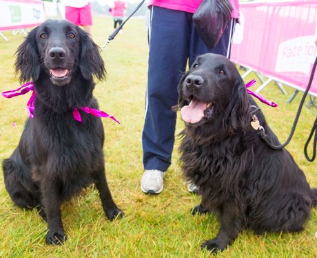 Race for Life Ipswich 2015 - Dashing Dogs