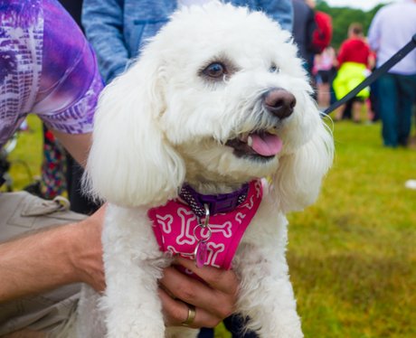 Race for Life Ipswich 2015 - Dashing Dogs