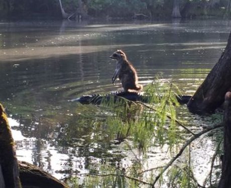 Racoon riding crocodile