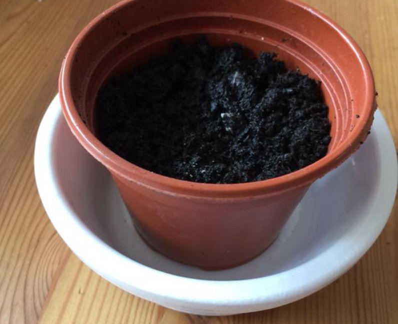 Pot with dirt in