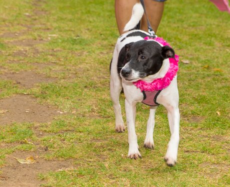 Race for Life Bury St Edmunds 2015 - Dashing Dogs