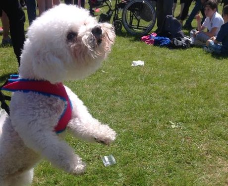 WOOF For Life Cardiff 2015