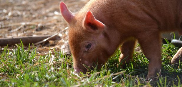 Cotswold Farm Park