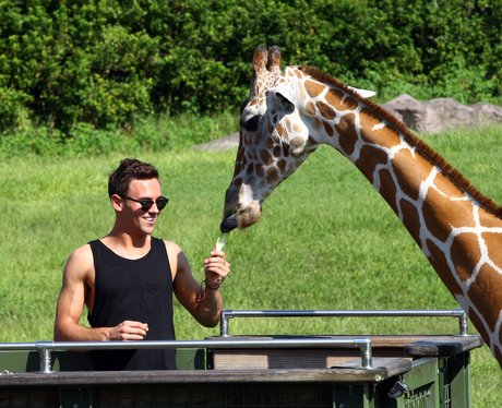 Tom Daley