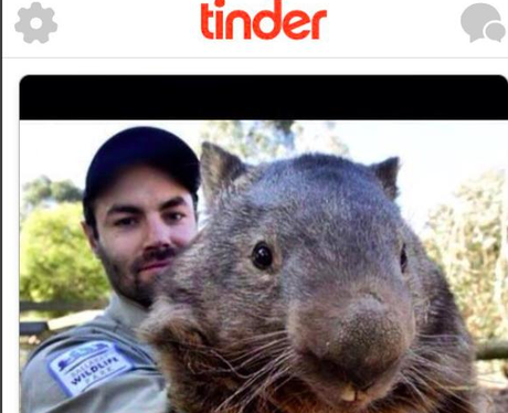 Wombat on Tinder
