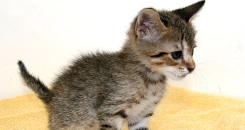 Paella the kitten