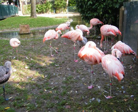 The Heart Angels visit Drusillas Park!