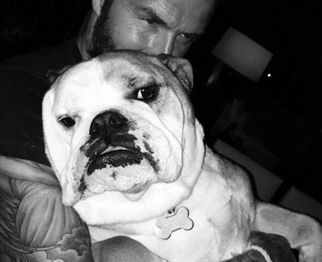 David Beckham and His Dog Coco