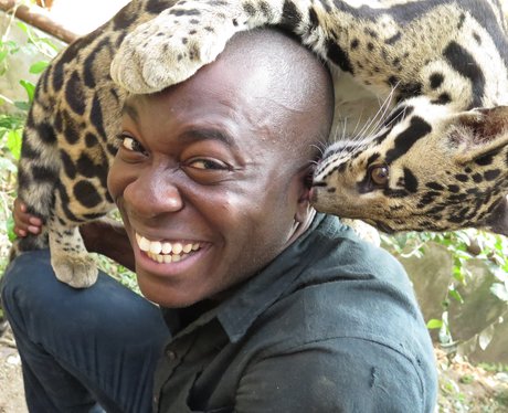 Big Cats