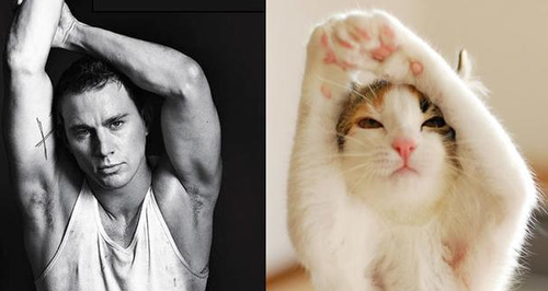 Cats that look like male models