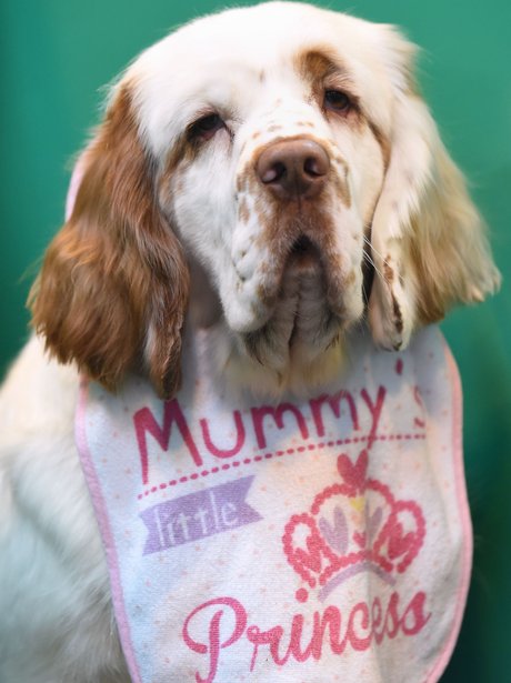 Dog Mummy's Princess
