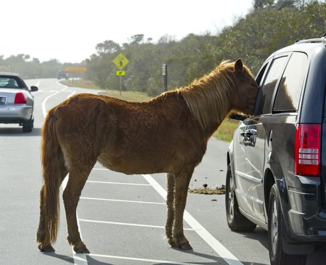 horse and car