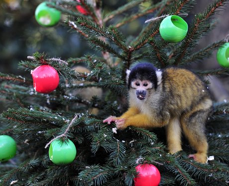 Monkey in a christmas tree